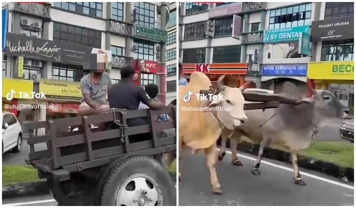 Polis Siasat Video Tular Lelaki Bawa Kereta Lembu Tengah Jalan