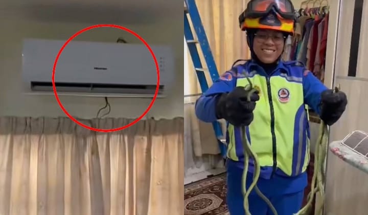 [Video] APM Tangkap 6 Ekor Ular 'Menetap' Dalam Aircond Bilik Di Langkawi. Seram!